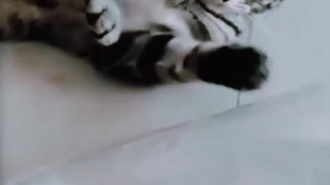 Funny cats