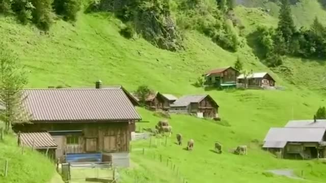 Charming nature with birds singing, psychological comfort