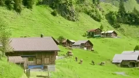 Charming nature with birds singing, psychological comfort