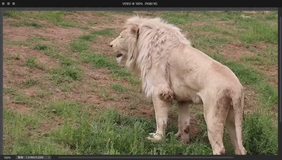 The lion