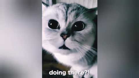 Super Cat videos Shorts_funny_video_cat_and_dog