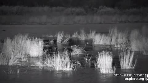 Bear fishing in the dark