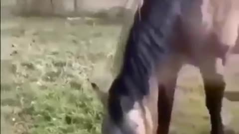 Turtle scared horse and dog