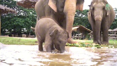 Baby Elephant Wan Mai Outing - ElephantNews