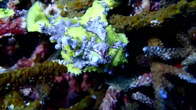Frogfish are being hunted at Komodo NP