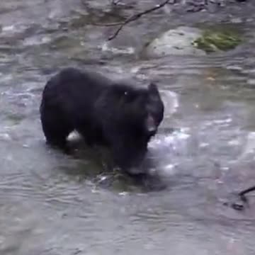 Black Bear Bear Chasing Salmon Feeding Fish River