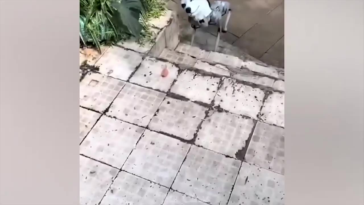 Funny animal's video, cat 😺 dog 🐶 and etc funny animal's 🤣🤣🤣