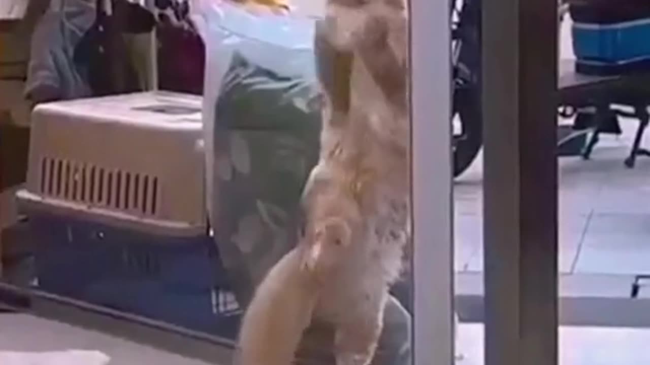 Cat funny video