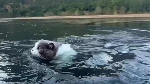Swimming Cat