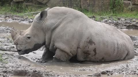 The rhino