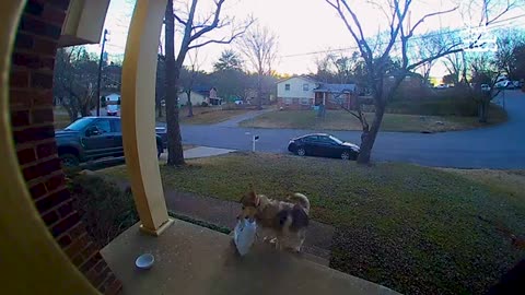 funny animal video