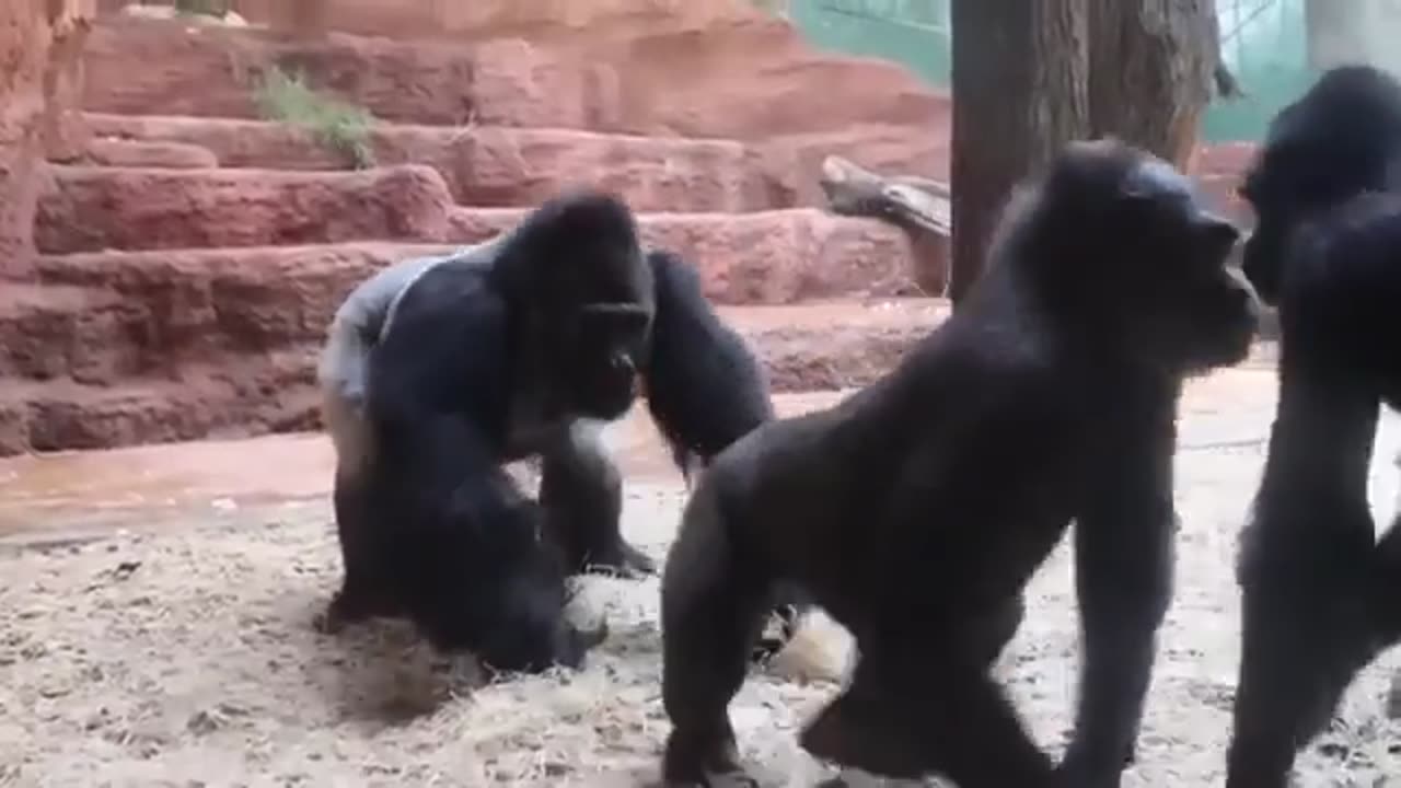 Kisumu se páří s Kijivu Kisumu labyrinths Kijivu Reserve Dja yjall ... lg sais öaaLao