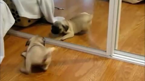 Top10 Funny and cute Dog videos