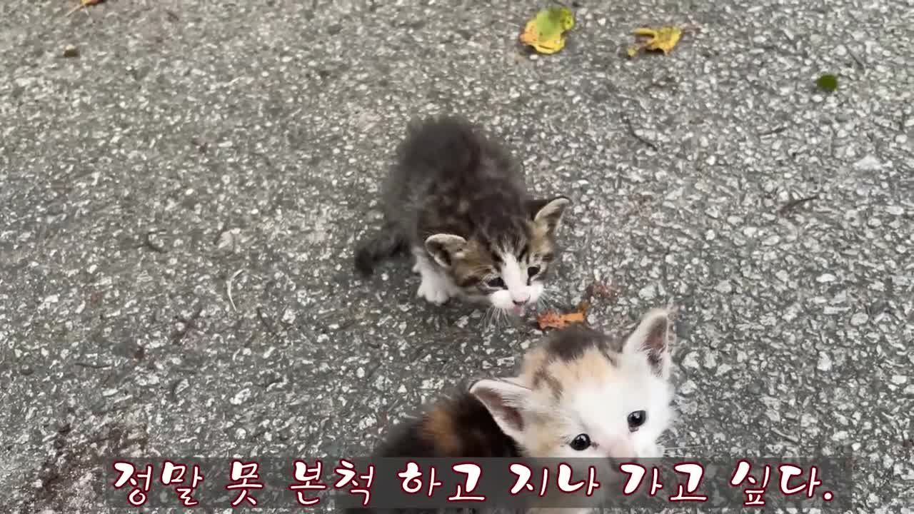 Siberian cat does back flips when instructed