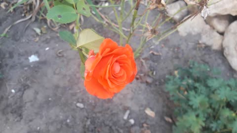 Pink rose