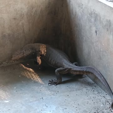Indian Monitor Lizard is a guest who has just arrived