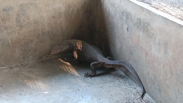 Indian Monitor Lizard is a guest who has just arrived