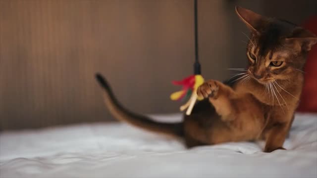 The fluffy striped Abyssinian domestic cat plays with a toy. High quality animal pet video