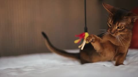 The fluffy striped Abyssinian domestic cat plays with a toy. High quality animal pet video