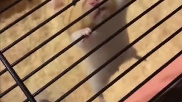 hamster drama