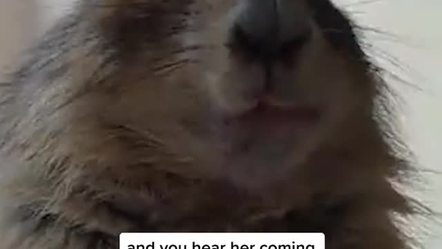 Gotta eat fast!!! 🥕 ig posetyu #gottagofast #pets #petsoftiktok