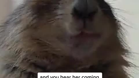 Gotta eat fast!!! 🥕 ig posetyu #gottagofast #pets #petsoftiktok