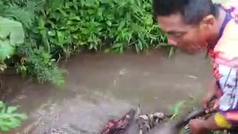 wild pig