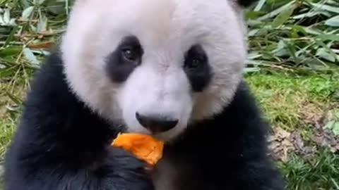 Panda eating pumpkin