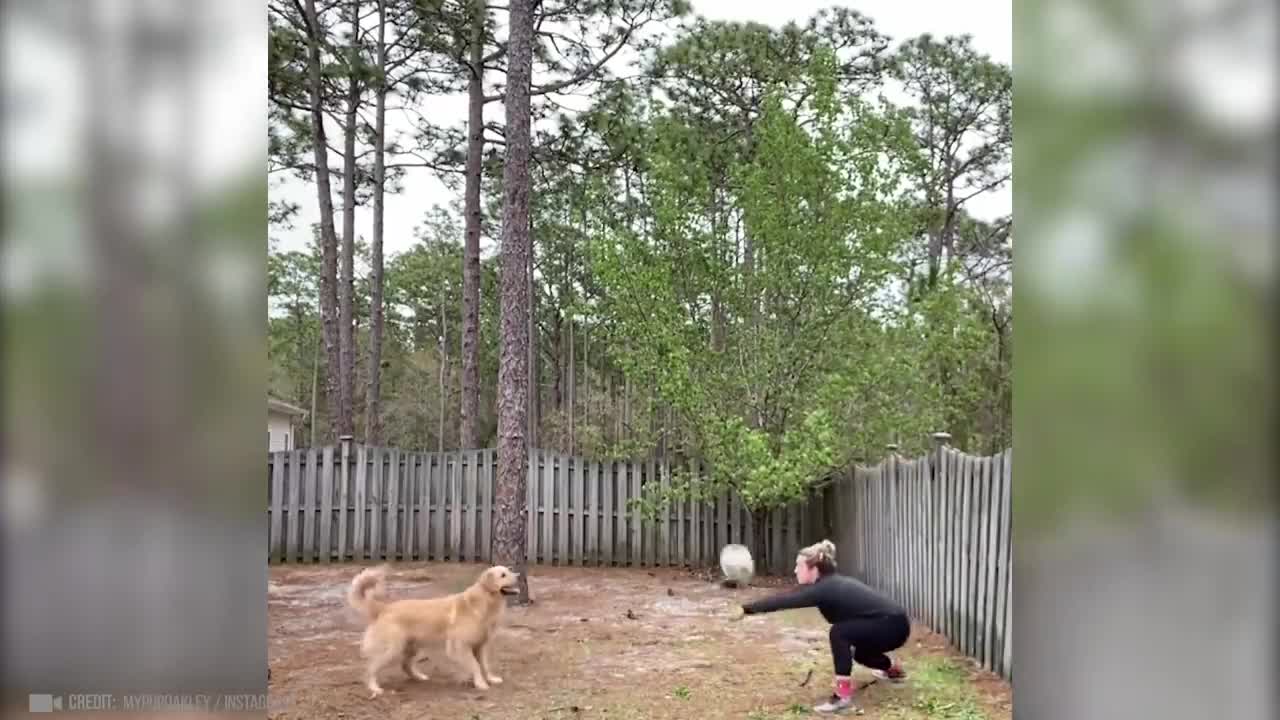 Most UNBELIEVABLE Animal Moments Ever Caught On Camera