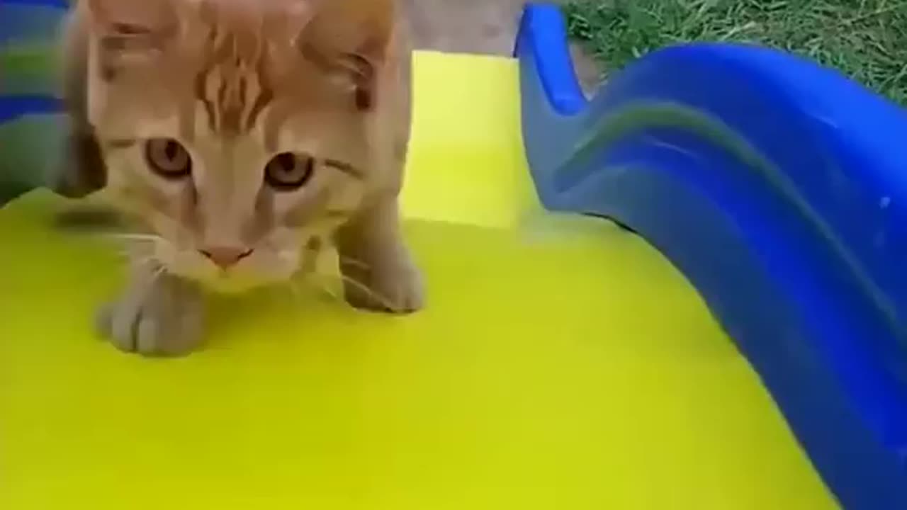 Funny animals video | Best funny cats and dogs | part 3 🐱🐶