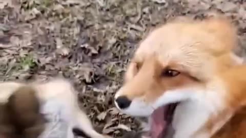 happy fox