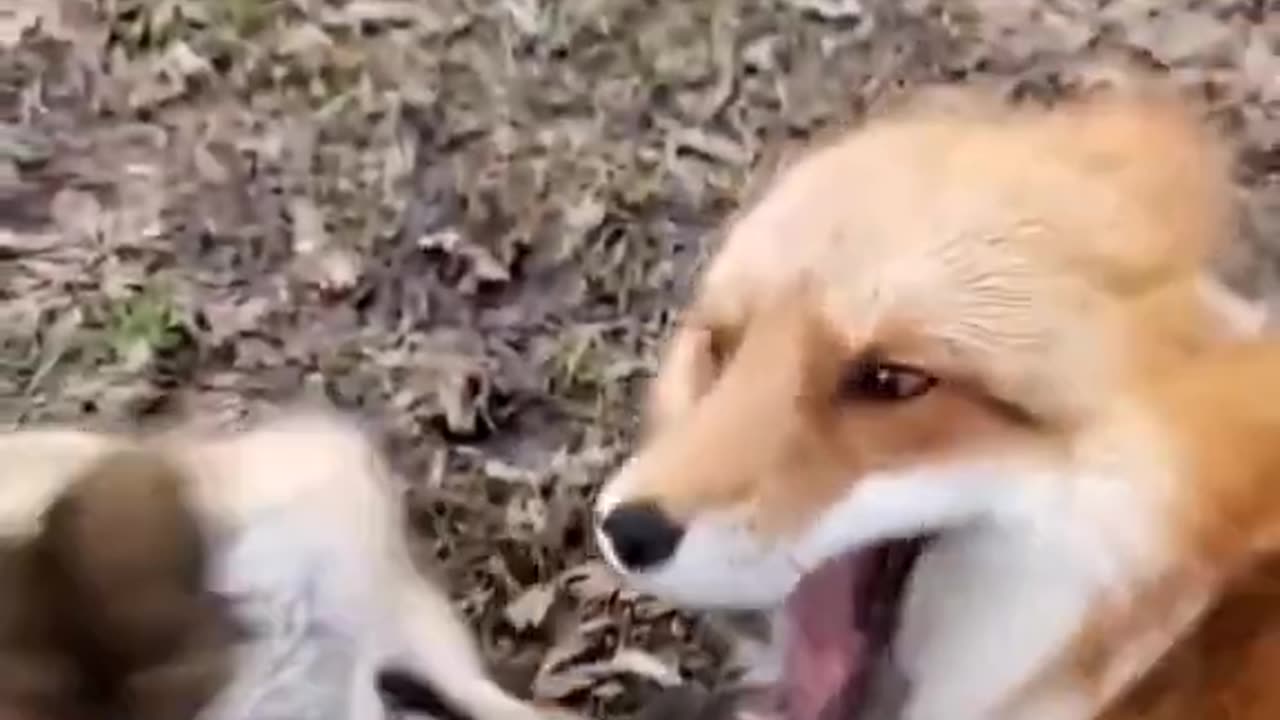 happy fox
