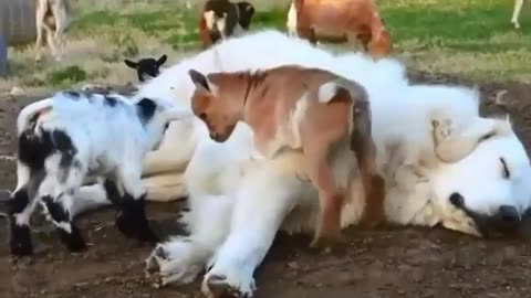 Amazing animals