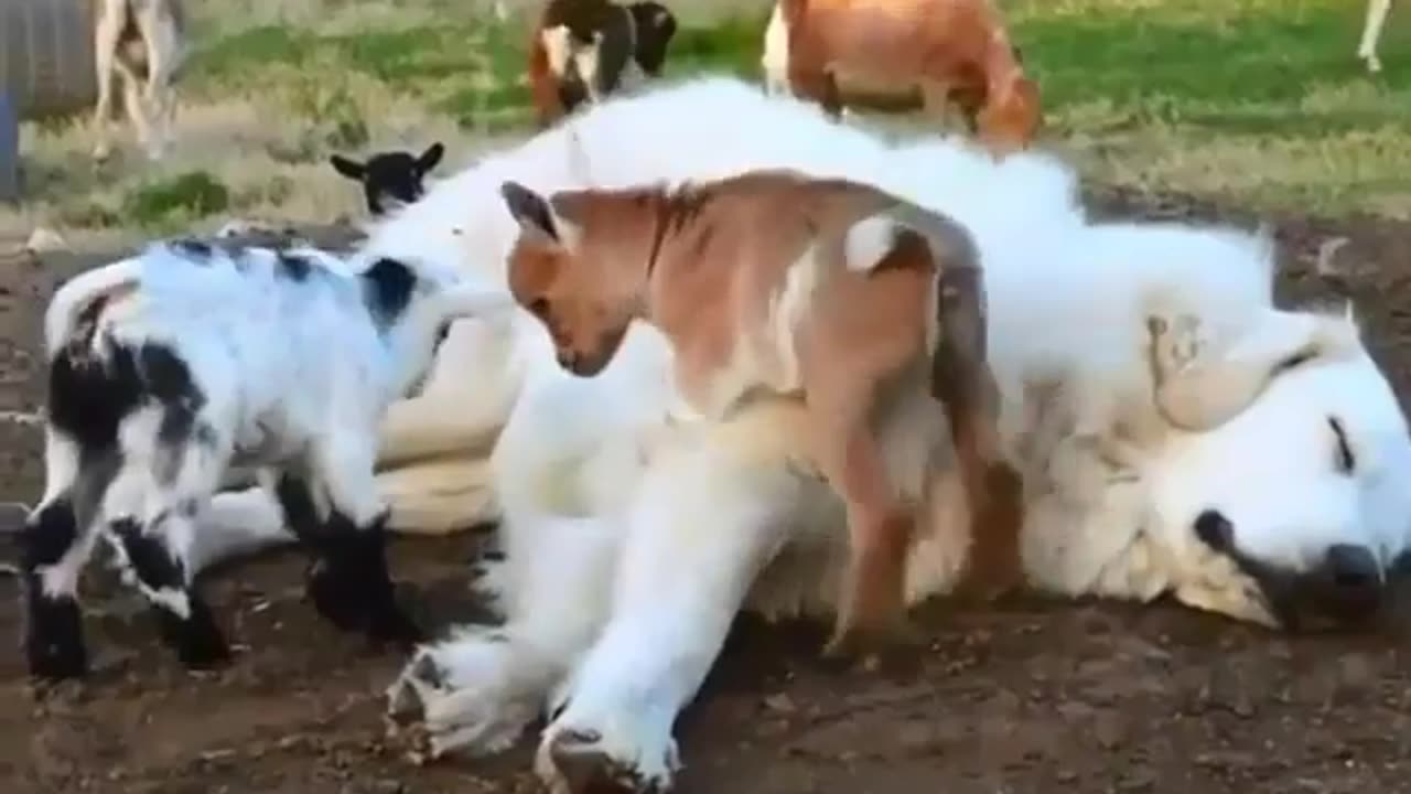 Amazing animals