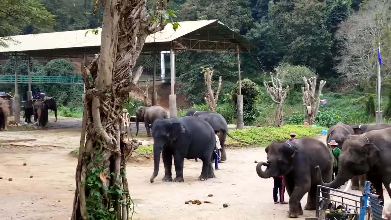 Elephant attack the owner in Mae tang, Chiang mai, Thailand