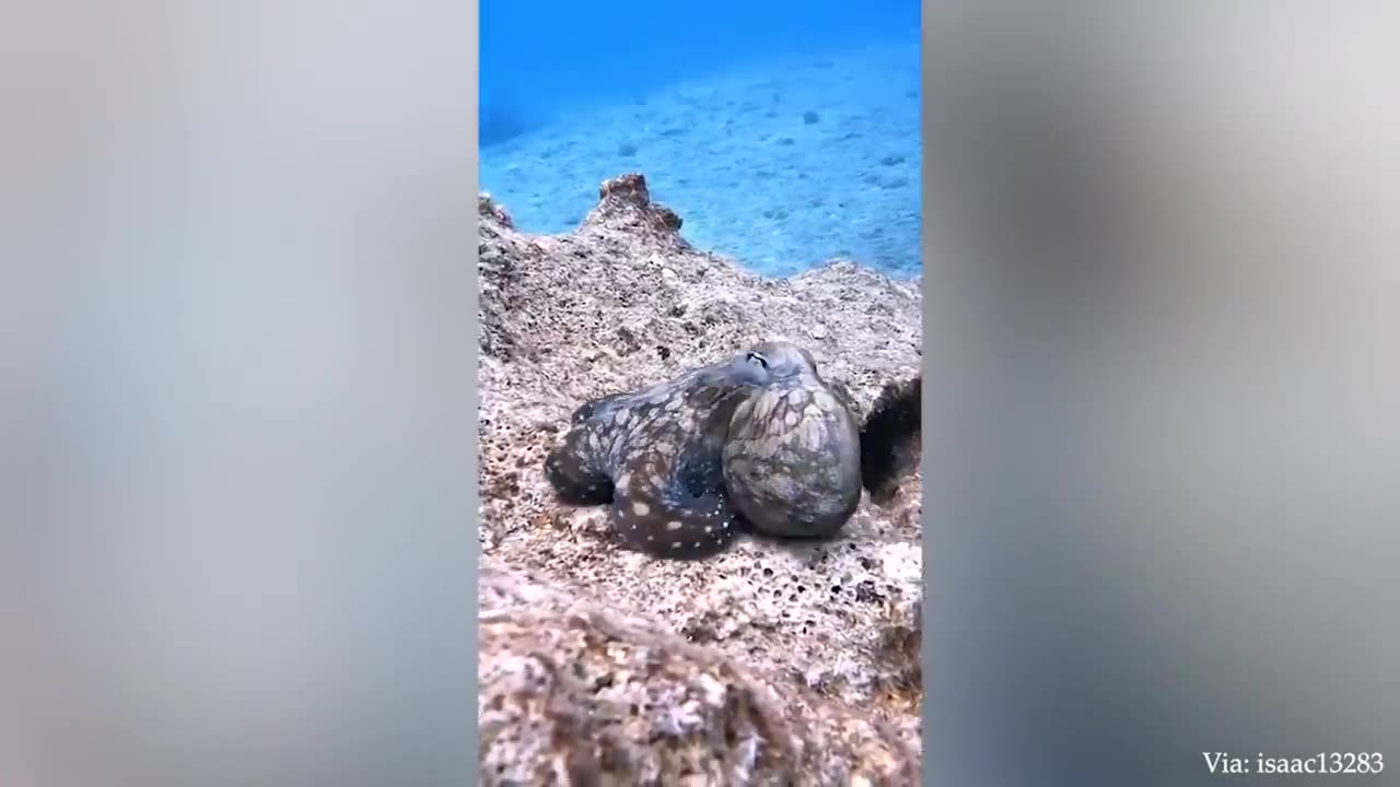 Funny Animals That Will Definitely Brighten Your Day😍Funniest Animals 2022