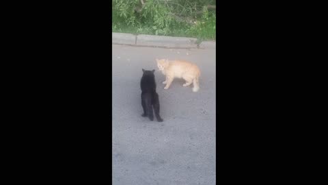 Ненормативная кошачья лексика .Встретились 🐈‍⬛Черныш и 🐈Рыжик .