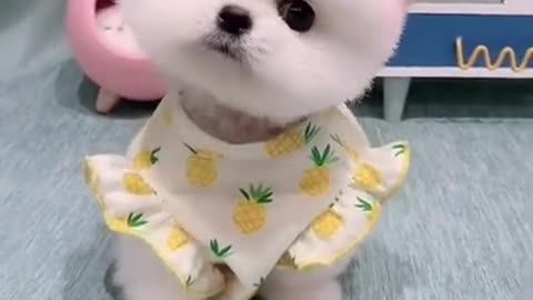 Cutest dogs that make you feel lovely