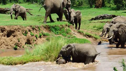 Elephant calf river rescue © Sandy Gelderman