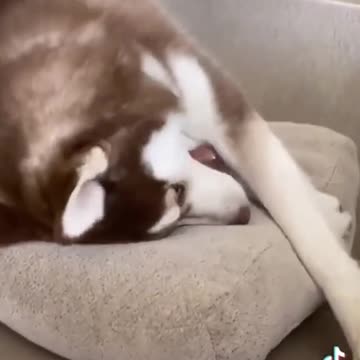 only play no bite.mp4