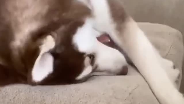 only play no bite.mp4