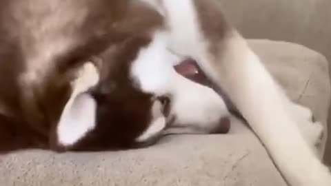 only play no bite.mp4