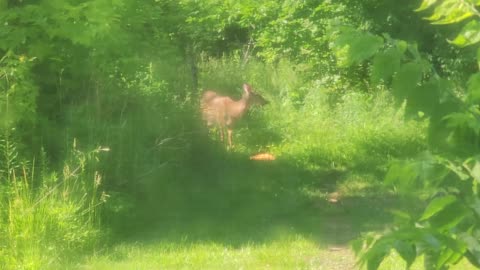Deer 5-28-23