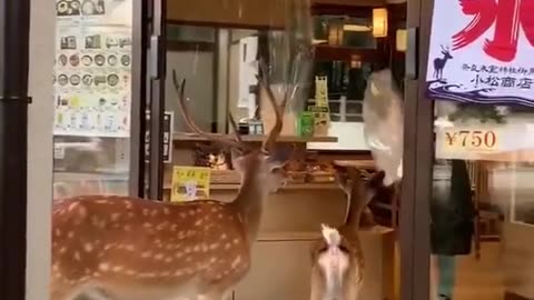 Deer gone shopping