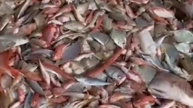 Fishing bycatch is a massive