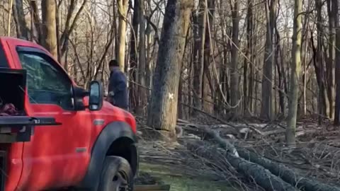 Dropping a massive tree next to a house