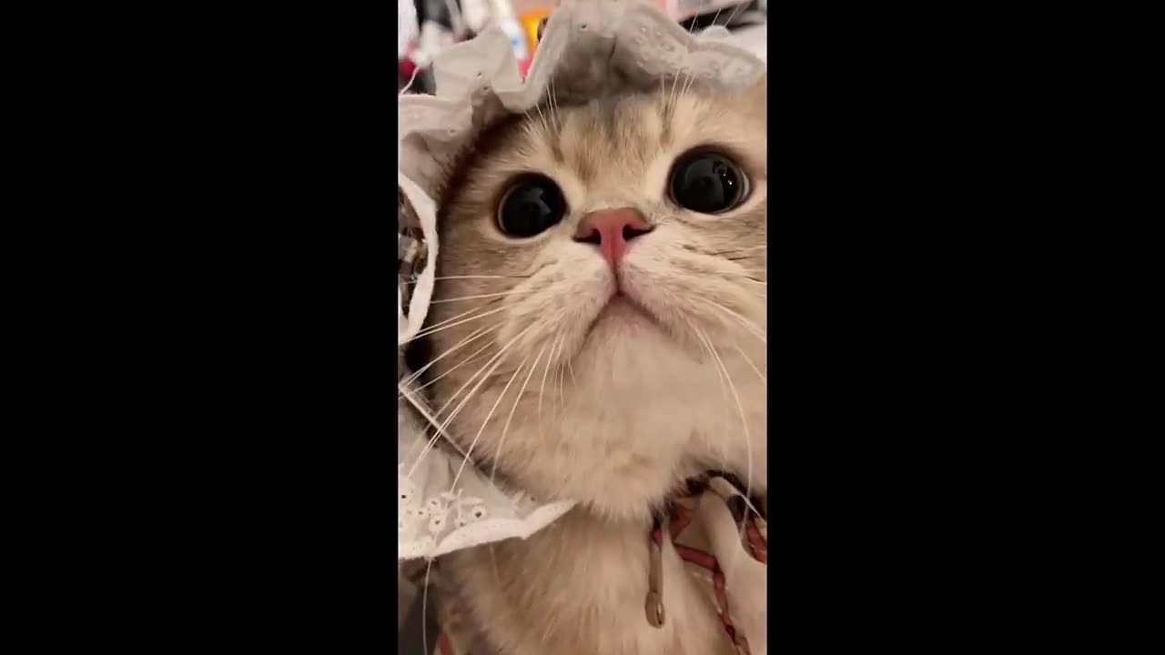 Cute Cat Cash's meow talk COMPILATION 01 | meow__cash