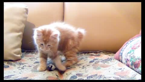 Little Kitten Playing With His Toy on his bed