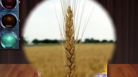 Is Gluten Bad For You?