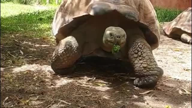 Look at this big turtle. It walks in a funny way